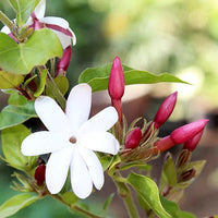 Kunda, Downy Jasmine Plant