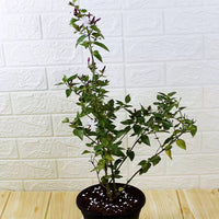 Kunda, Downy Jasmine Plant