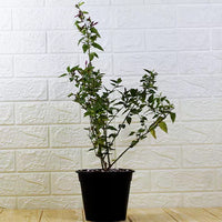 Kunda, Downy Jasmine Plant