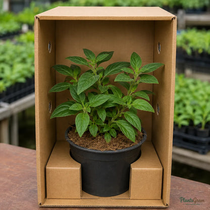 Pentas (Violet) - Pentas lanceolata
