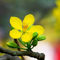 Cassia Biflora Flower Plant