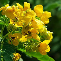 Cassia Biflora Flower Plant