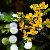 Cassia Biflora Flower Plant