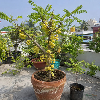 Star Gooseberry (Phyllanthus acidus)