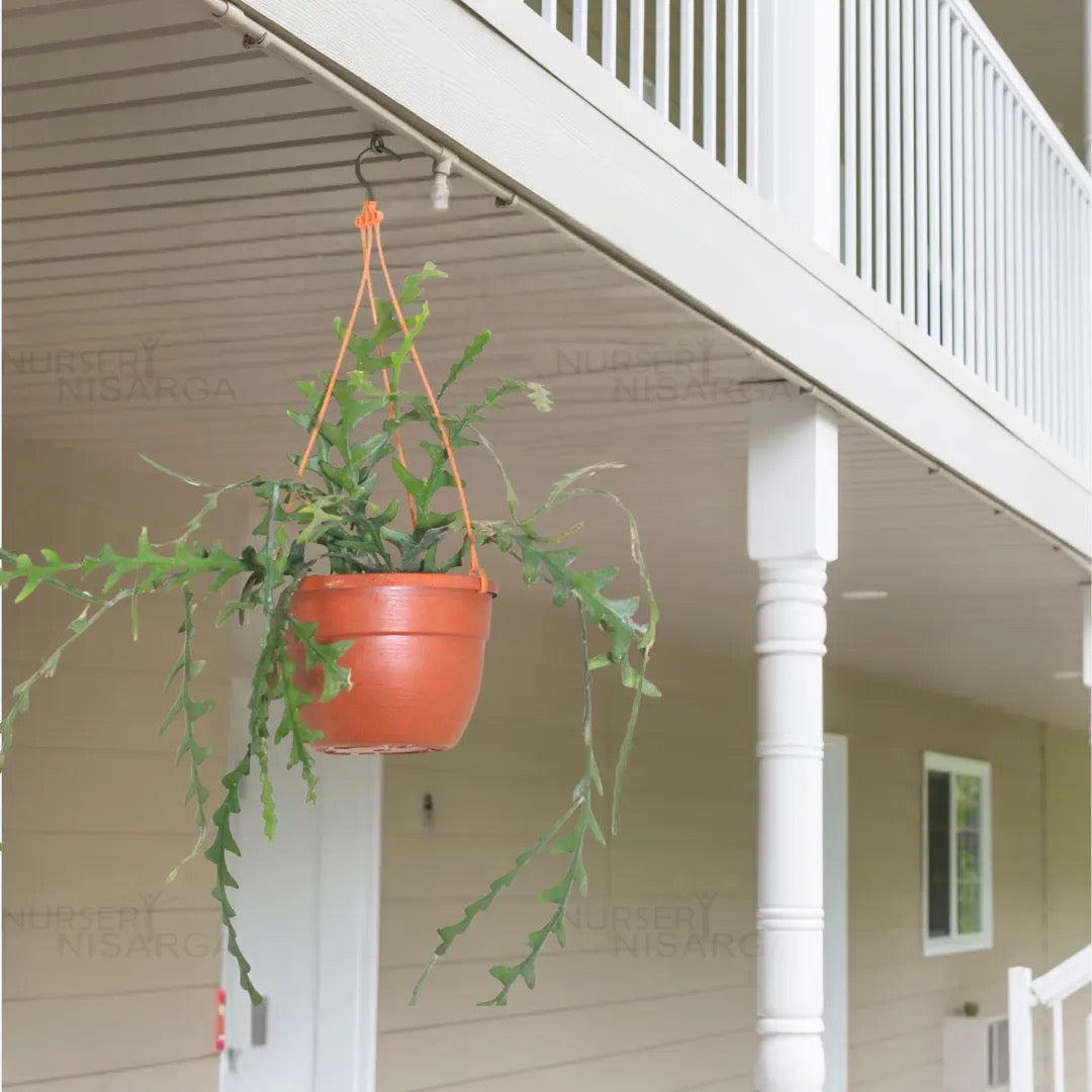 Fishbone, Ric Rac Cactus – Succulent Plant