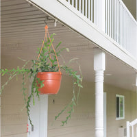 Fishbone, Ric Rac Cactus – Succulent Plant