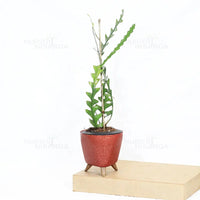 Fishbone, Ric Rac Cactus – Succulent Plant