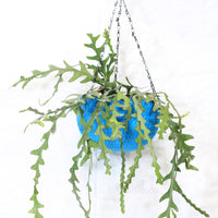 Fishbone, Ric Rac Cactus – Succulent Plant