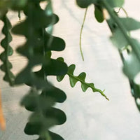 Fishbone, Ric Rac Cactus – Succulent Plant