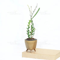 Fishbone, Ric Rac Cactus – Succulent Plant