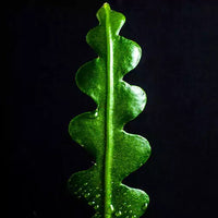 Fishbone, Ric Rac Cactus – Succulent Plant