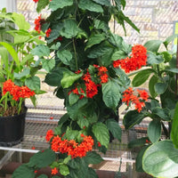Clerodendrum Splendens, Flaming Glorybower – Plant