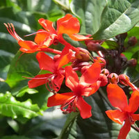 Clerodendrum Splendens, Flaming Glorybower – Plant