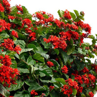 Clerodendrum Splendens, Flaming Glorybower – Plant