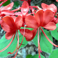 Clerodendrum Splendens, Flaming Glorybower – Plant