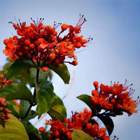 Clerodendrum Splendens, Flaming Glorybower – Plant