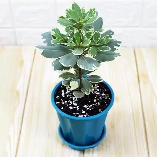 Pittosporum Tobira, Japanese Cheesewood Plant (Variegated)