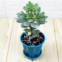 Pittosporum Tobira, Japanese Cheesewood Plant (Variegated)
