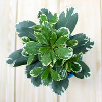 Pittosporum Tobira, Japanese Cheesewood Plant (Variegated)