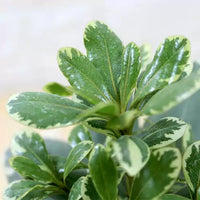 Pittosporum Tobira, Japanese Cheesewood Plant (Variegated)