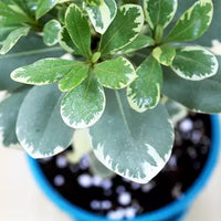 Pittosporum Tobira, Japanese Cheesewood Plant (Variegated)