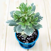 Pittosporum Tobira, Japanese Cheesewood Plant (Variegated)