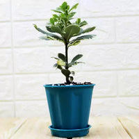 Pittosporum Tobira, Japanese Cheesewood Plant (Variegated)