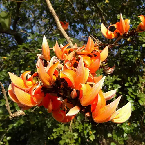 Palash Tesu , Butea monosperma, Flame of Forest