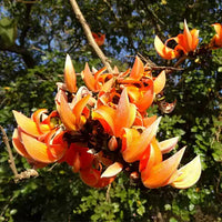 Palash Tesu , Butea monosperma, Flame of Forest