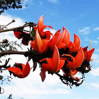 Palash Tesu , Butea monosperma, Flame of Forest