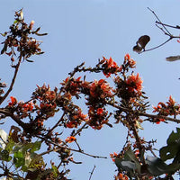 Palash Tesu , Butea monosperma, Flame of Forest