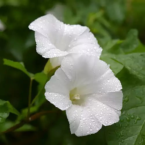 Shankhpushpi, Sankaphuli Plant (Convolvulus pluricaulis)
