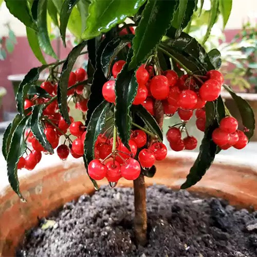 Ardisia Crenata, Christmas Berry, Coral Berry – plant