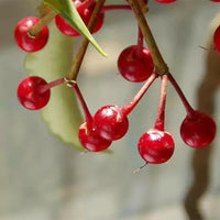 Ardisia Crenata, Christmas Berry, Coral Berry – plant