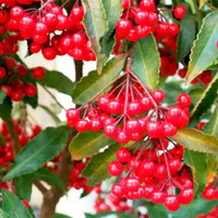 Ardisia Crenata, Christmas Berry, Coral Berry – plant