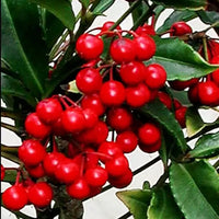 Ardisia Crenata, Christmas Berry, Coral Berry – plant