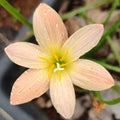 Orchid Rain Lily Zephyranthes Flower Bulbs
