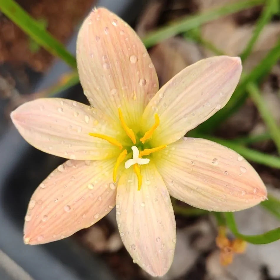 Orchid Rain Lily Zephyranthes Flower Bulbs
