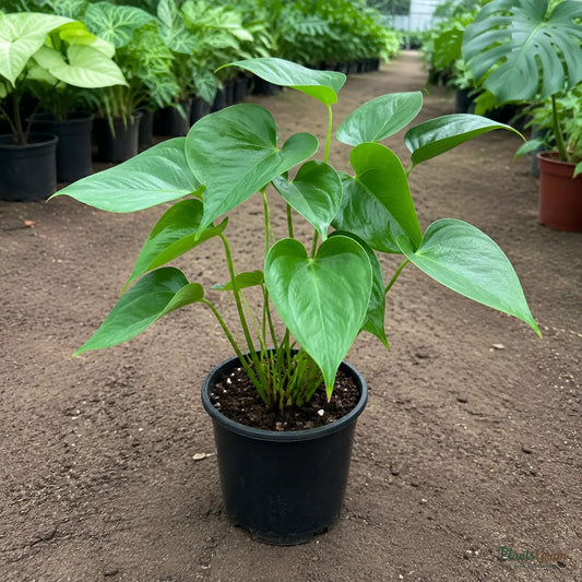 Anthurium (Violet) - Anthurium andreanum