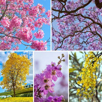 Top 5 Floral Plant Pack (Flowering Trees)