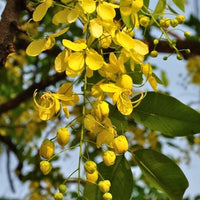 Top 5 Floral Plant Pack (Flowering Trees)