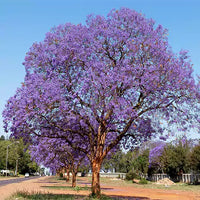 Top 5 Floral Plant Pack (Flowering Trees)