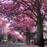 Top 5 Floral Plant Pack (Flowering Trees)