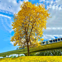 Top 5 Floral Plant Pack (Flowering Trees)