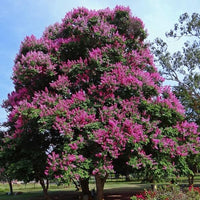 Top 5 Floral Plant Pack (Flowering Trees)