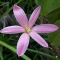 Pim Chompoo Rain Lily Zephyranthes Flower Bulbs