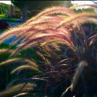 Pennisetum Setaceum ‘Rubrum’ – Purple Fountain Grass