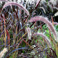 Pennisetum Setaceum ‘Rubrum’ – Purple Fountain Grass