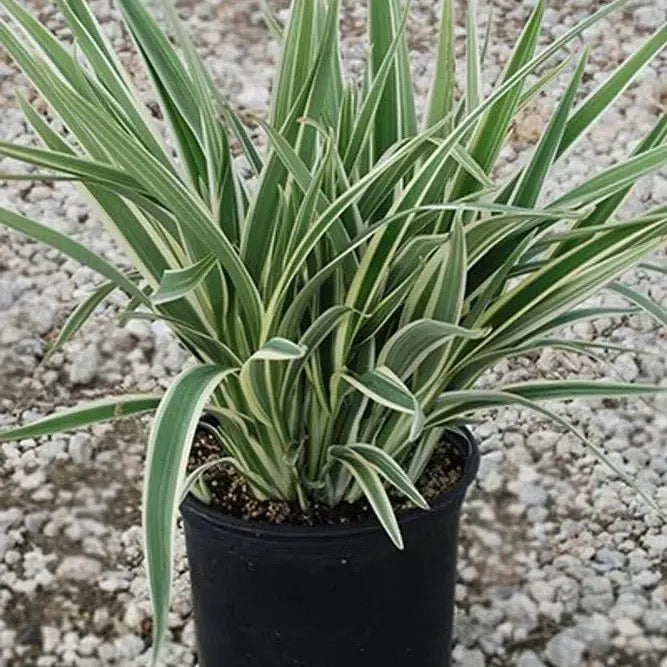 Dianella Tasmanica ‘Variegata’ (Flax Lily)