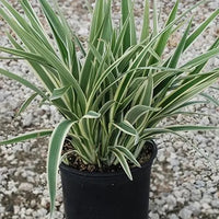 Dianella Tasmanica ‘Variegata’ (Flax Lily)